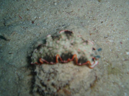 nudibranch 2.jpg